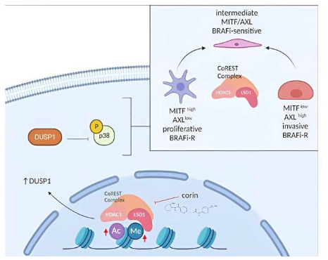 JCI：科學(xué)家識(shí)別出人類黑色素瘤耐受性的關(guān)鍵信號(hào)通路